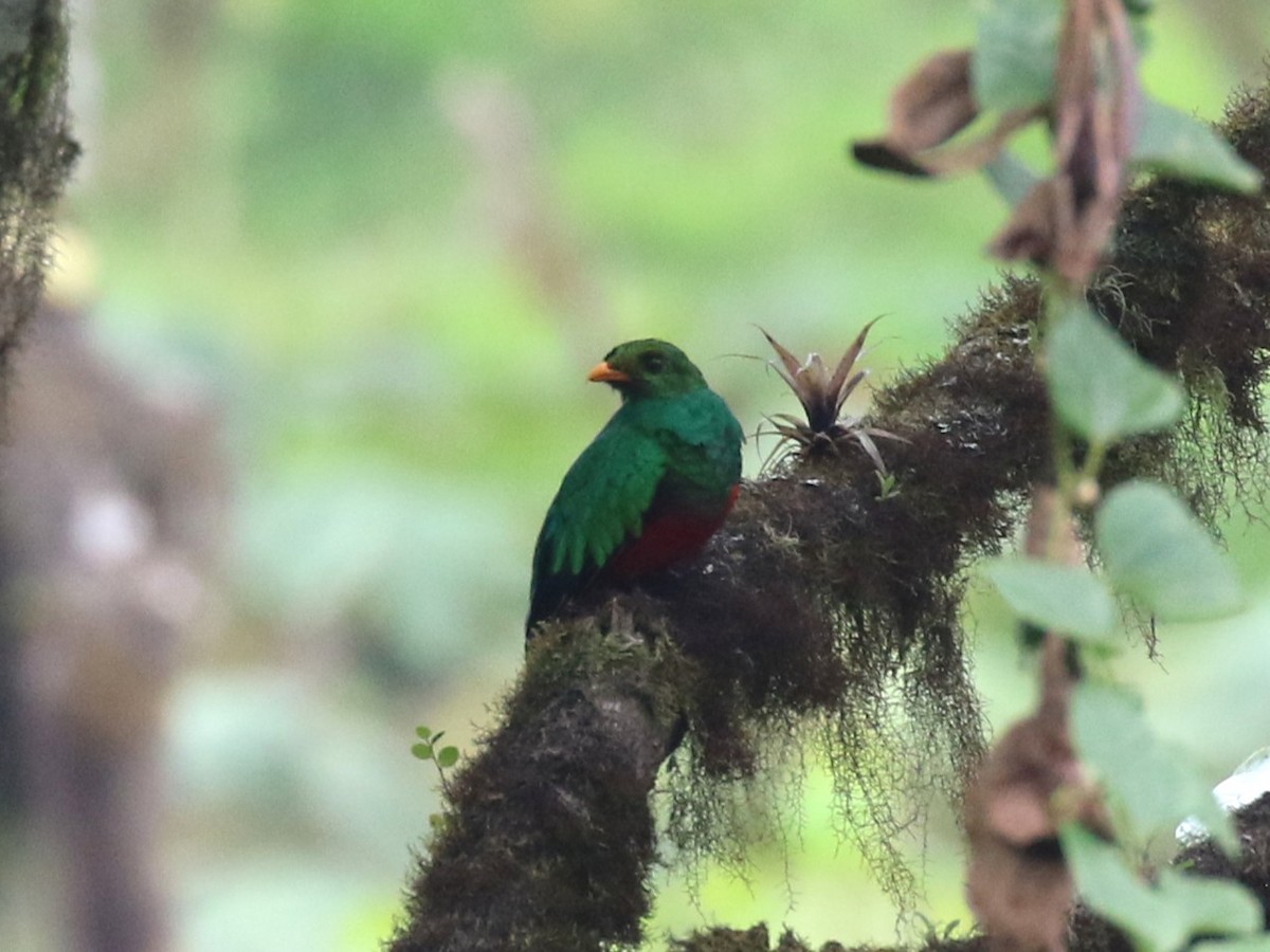 Quetzal doré - ML641926418