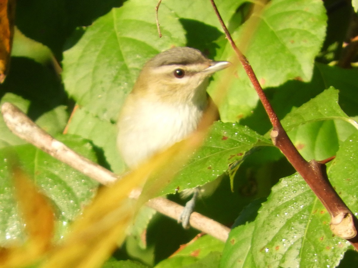 Red-eyed Vireo - ML641926420