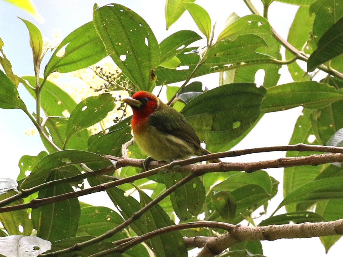 Kırmızı Başlı Barbet - ML641926422