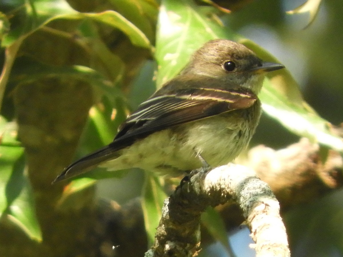 Eastern Wood-Pewee - ML641926424