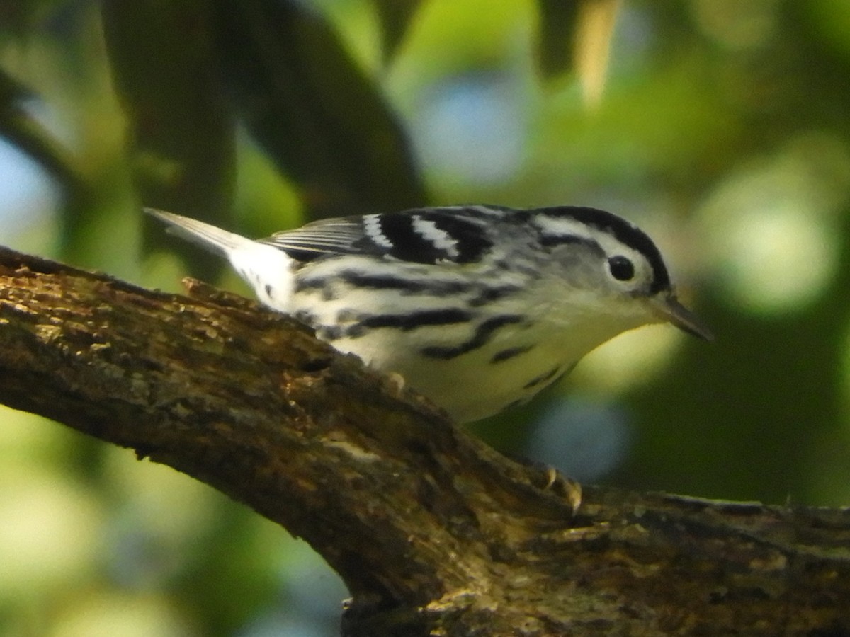 Black-and-white Warbler - ML641926432