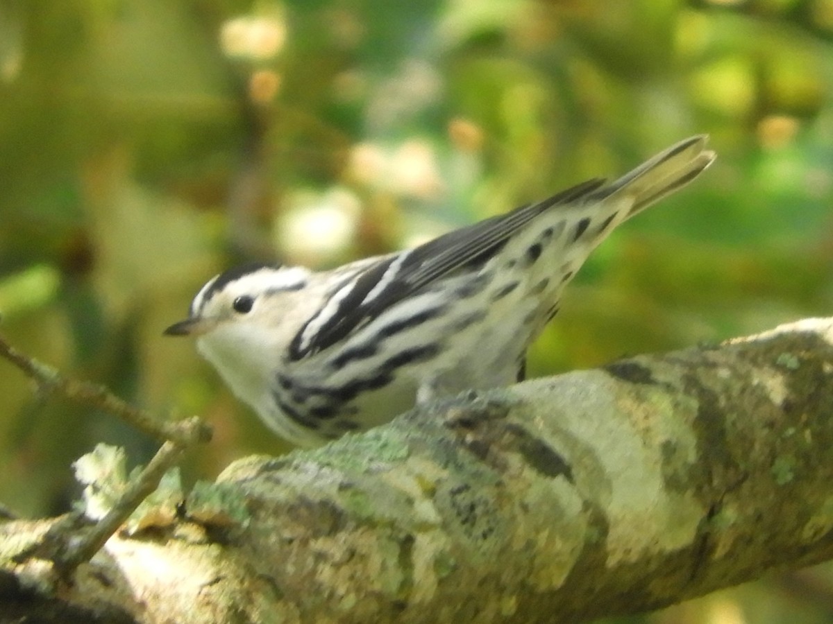 Black-and-white Warbler - ML641926433