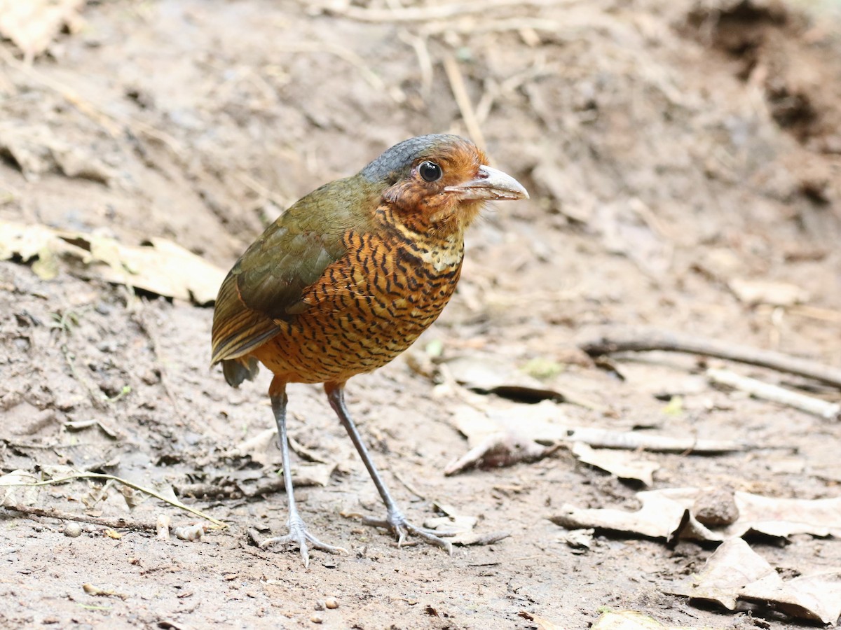 Giant Antpitta - ML641926439