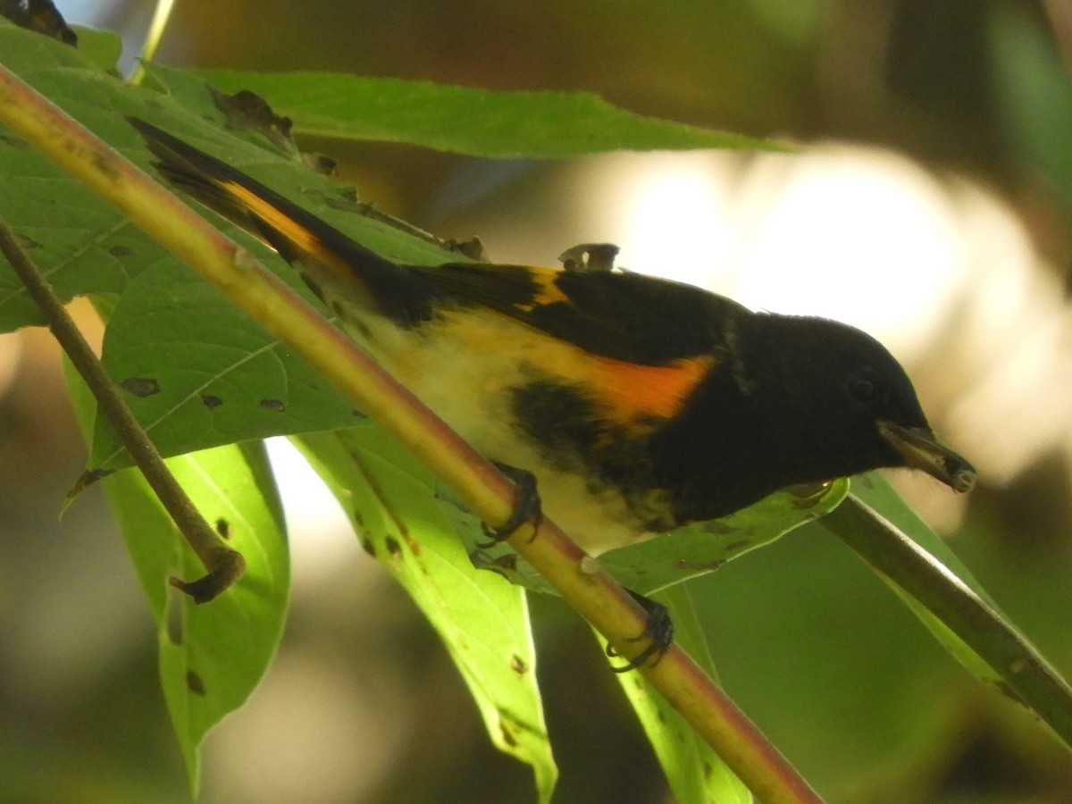 American Redstart - ML641926444