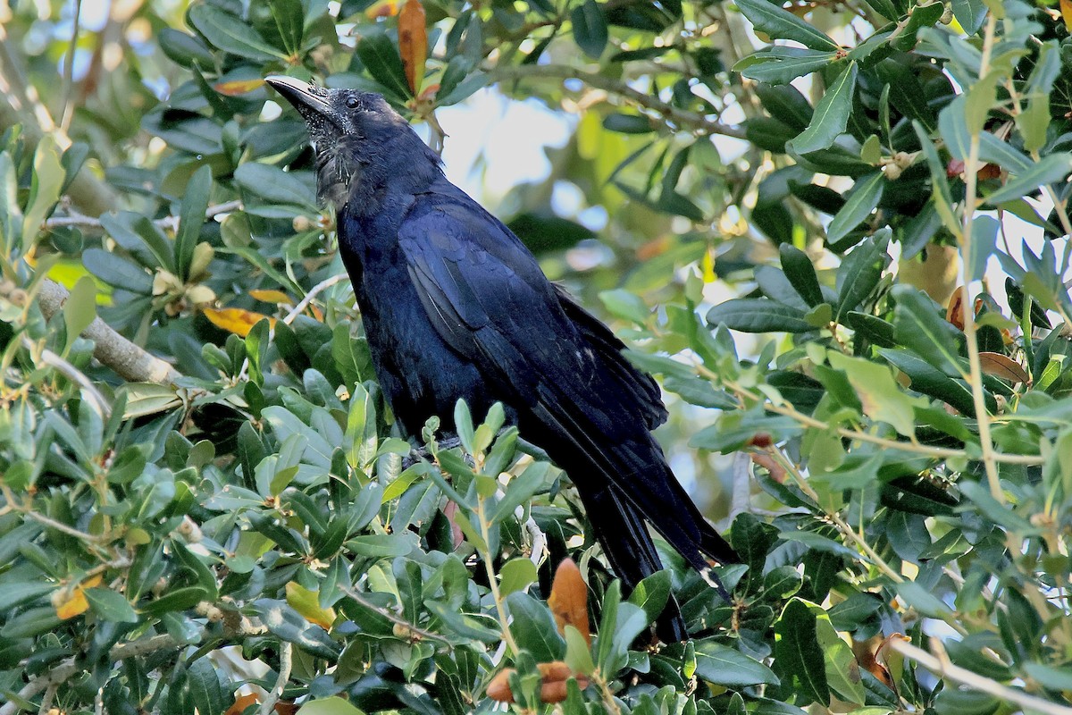 Fish Crow - ML641926448