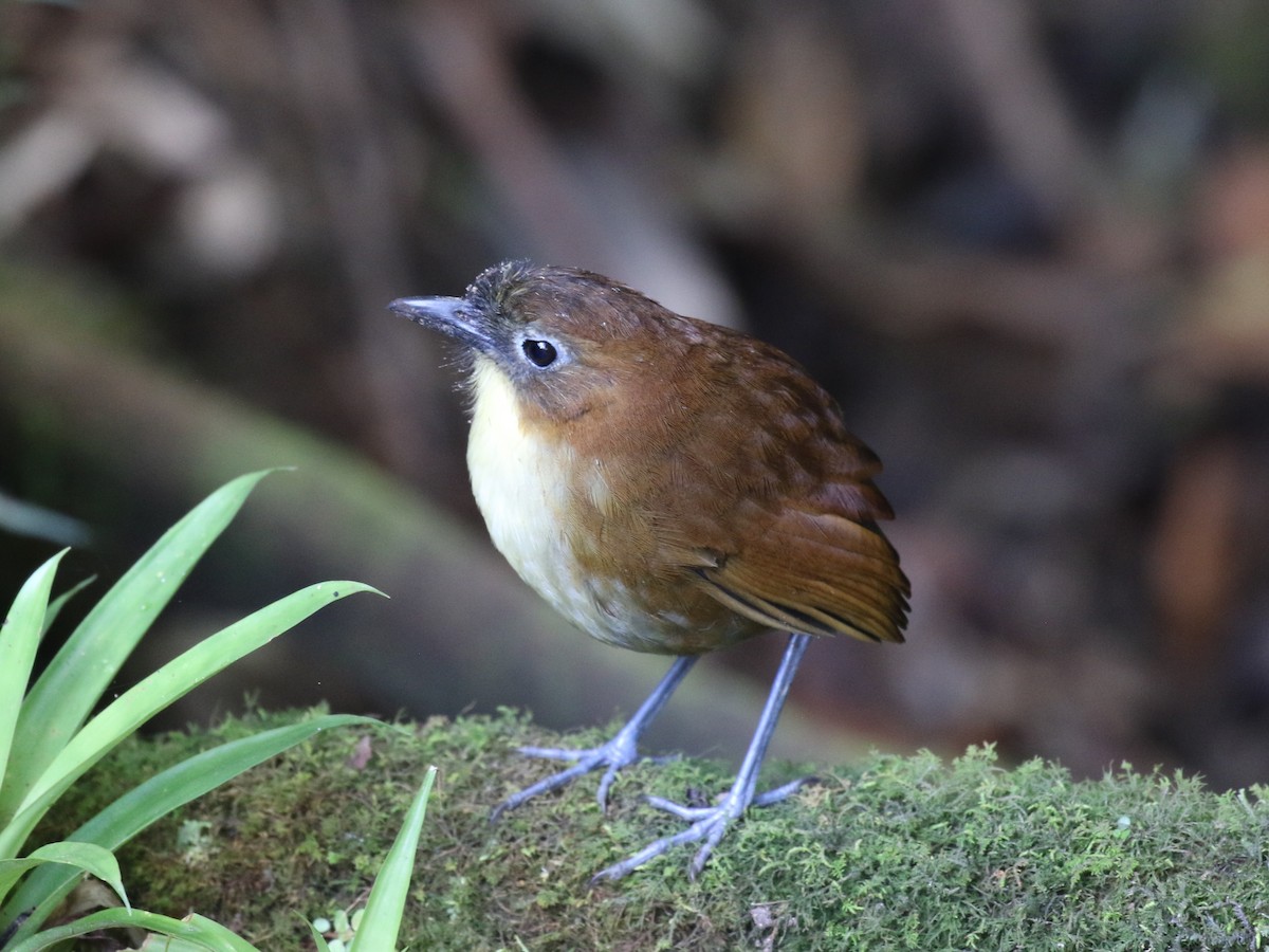 Yellow-breasted Antpitta - ML641926450