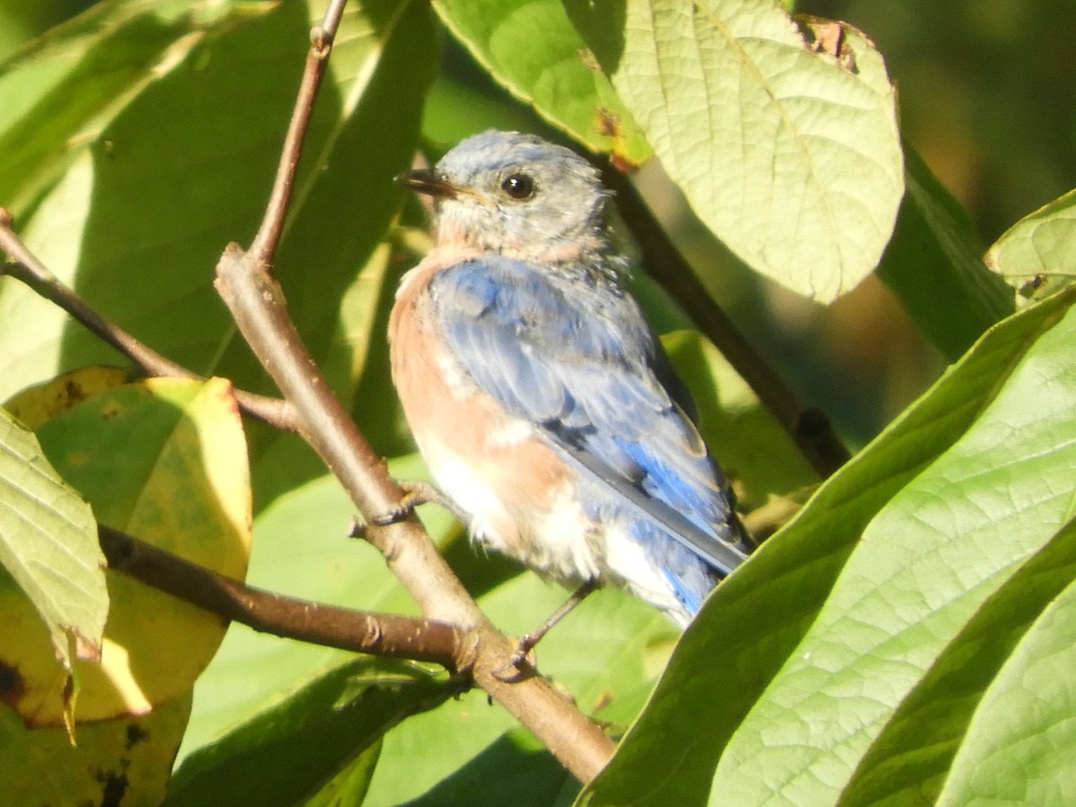 Eastern Bluebird - ML641926455