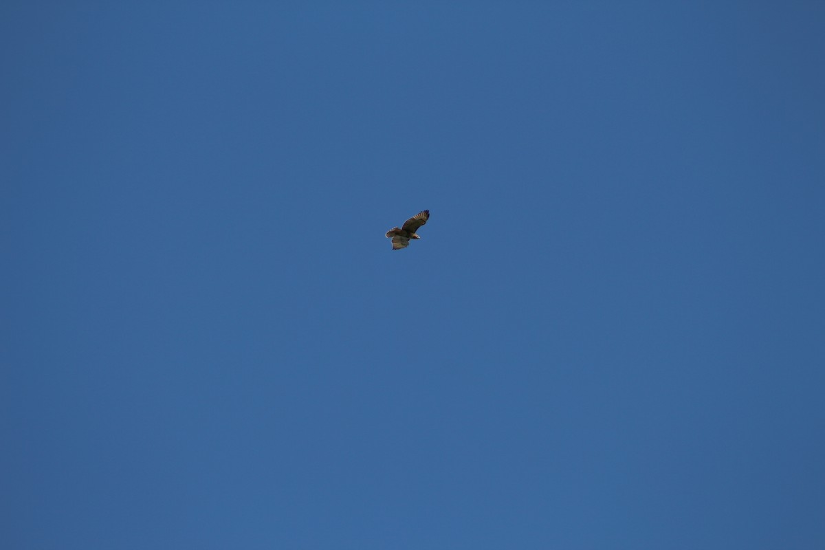 Red-tailed Hawk - ML641926464