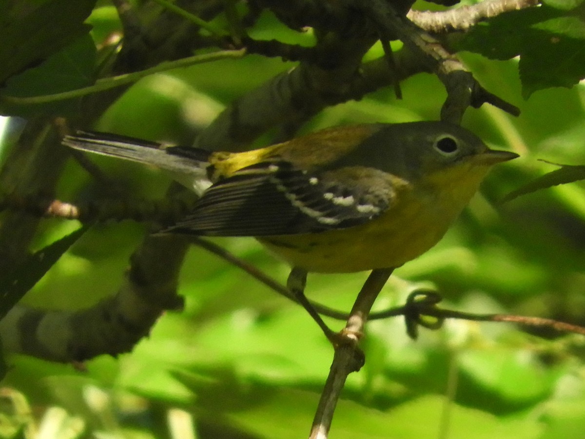 Magnolia Warbler - ML641926467