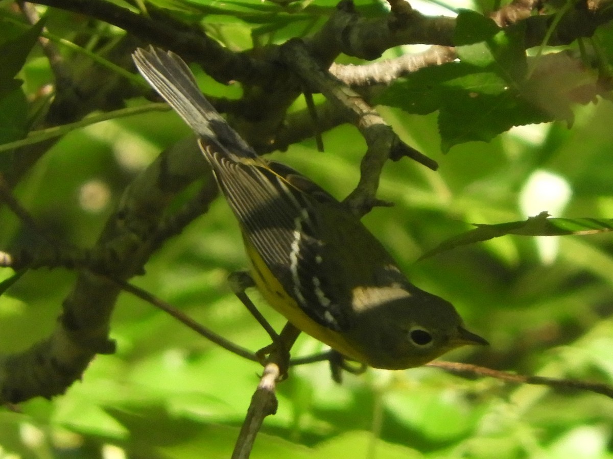 Magnolia Warbler - ML641926468