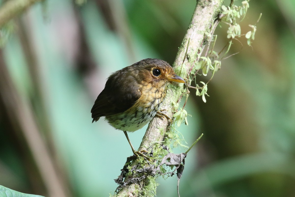 Ochre-breasted Antpitta - ML641926479