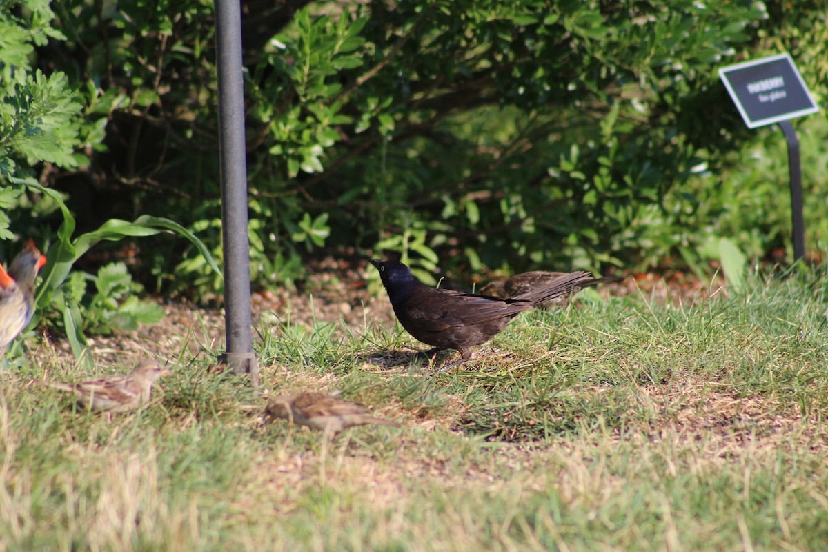 Common Grackle - ML641926483