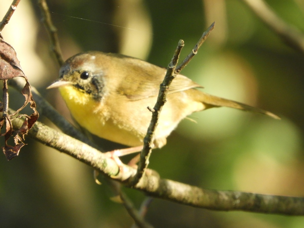 Common Yellowthroat - ML641926496