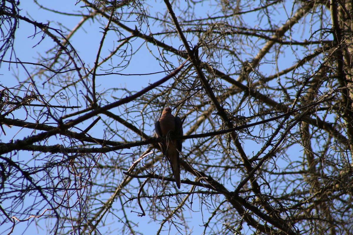 Mourning Dove - ML641926498