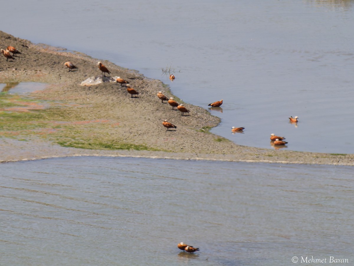 Ruddy Shelduck - ML641926511