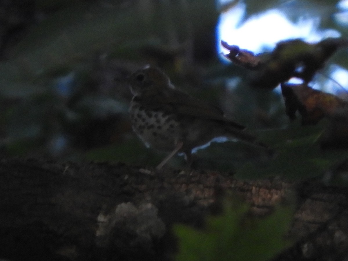 Wood Thrush - ML641926515