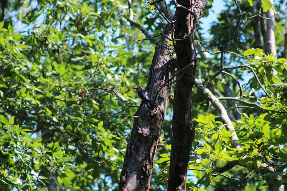Red-bellied Woodpecker - ML641926546