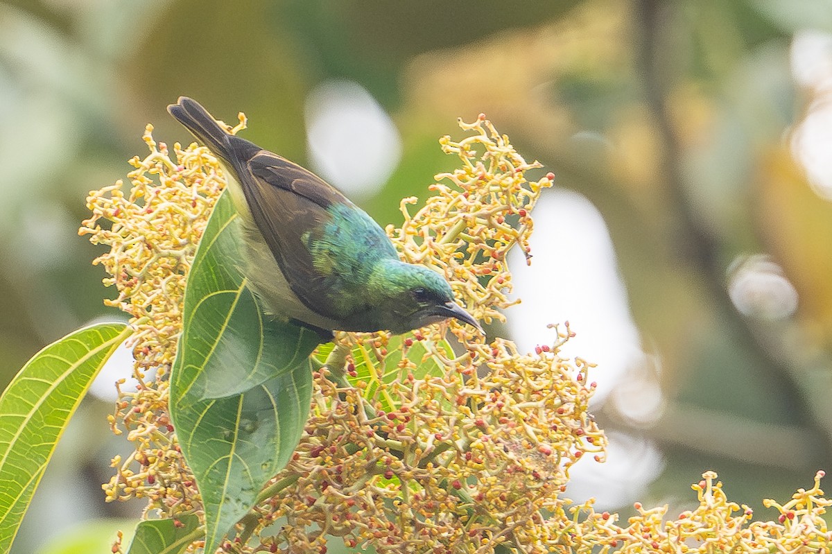 Collared Sunbird - ML641926558