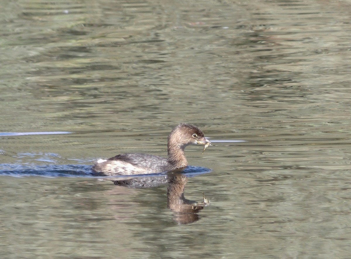 Pied-billed Grebe - ML641926559