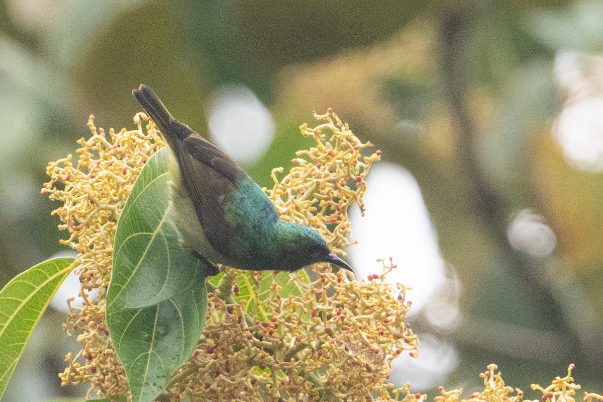 Collared Sunbird - ML641926561