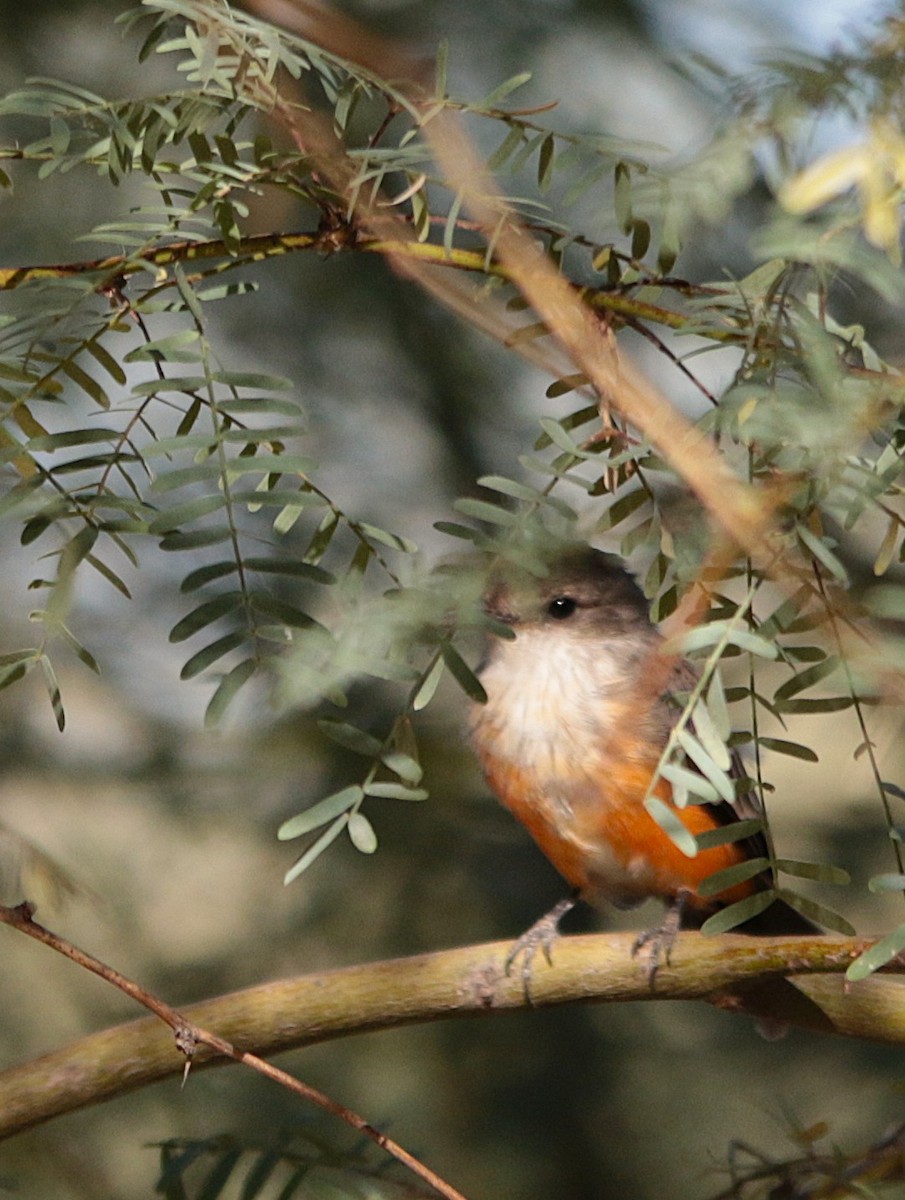 Vermilion Flycatcher - ML641926562