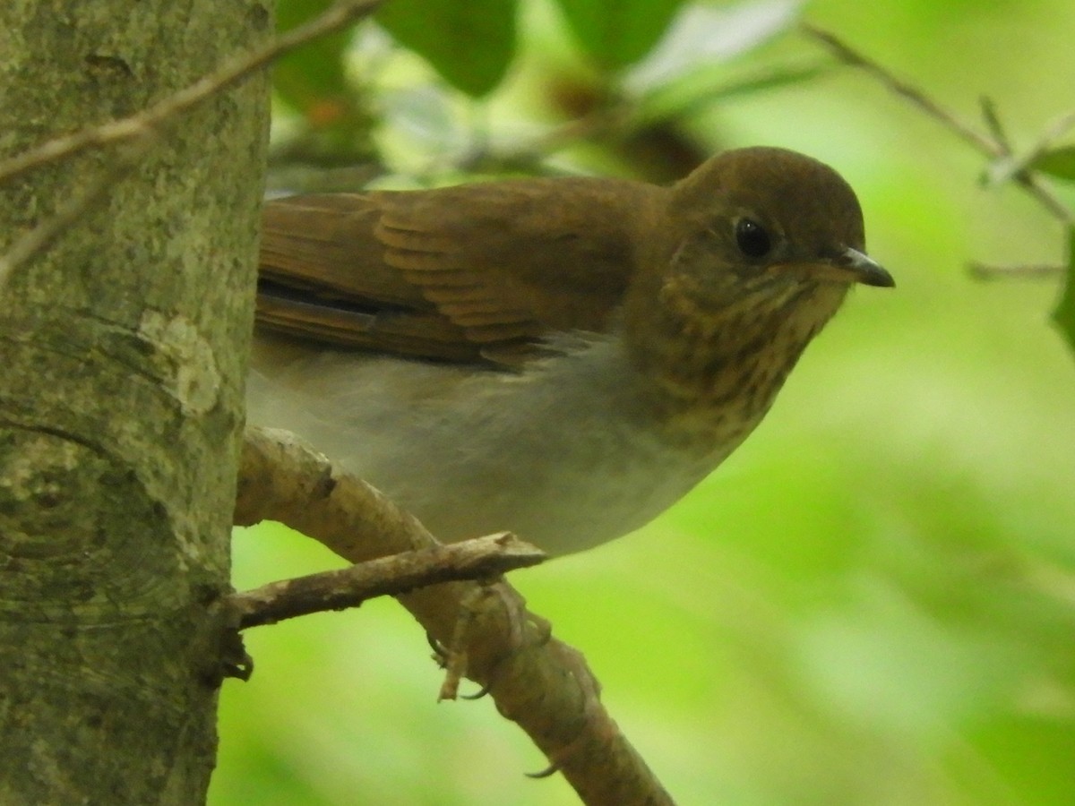 Veery - ML641926565