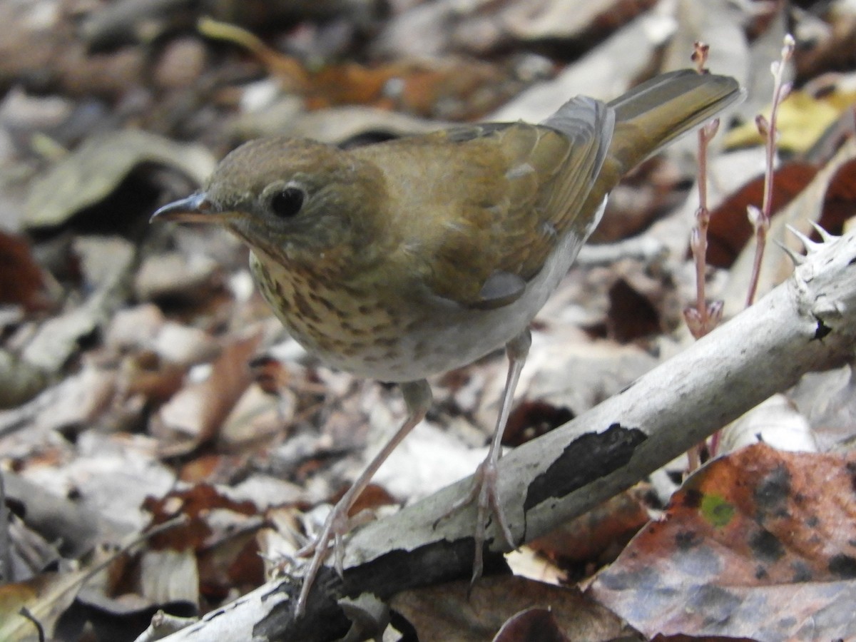 Veery - ML641926566
