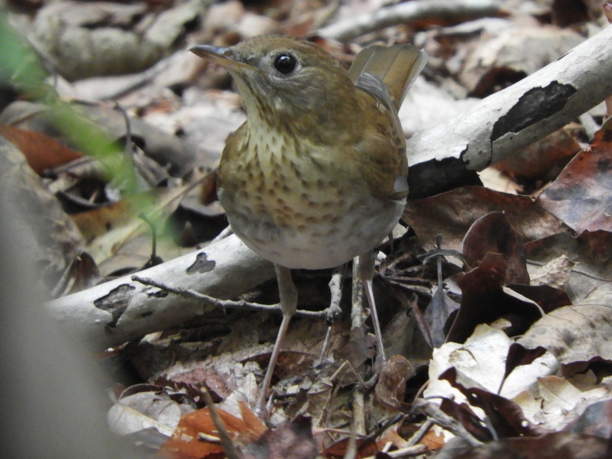 Veery - ML641926567