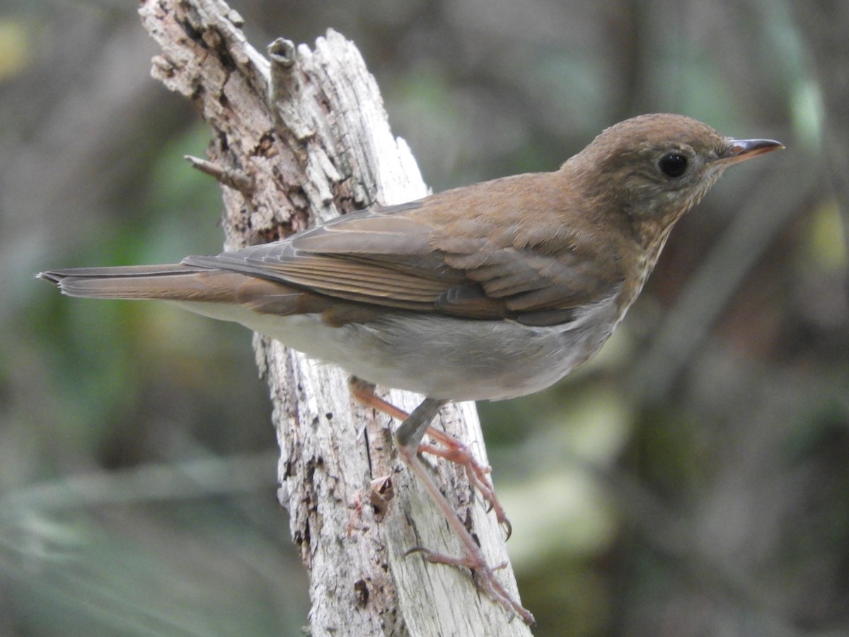 Veery - ML641926568