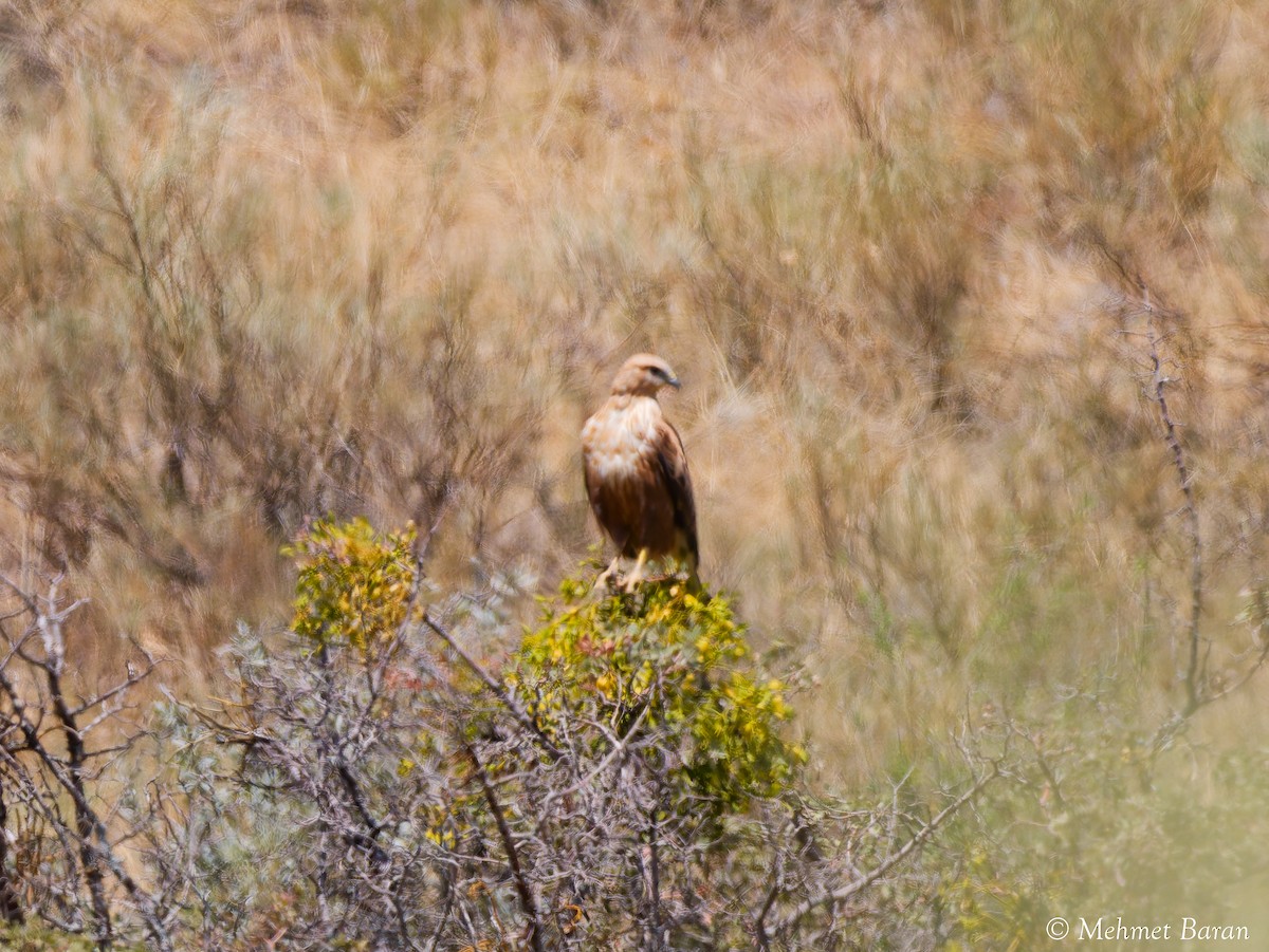 Long-legged Buzzard - ML641926573