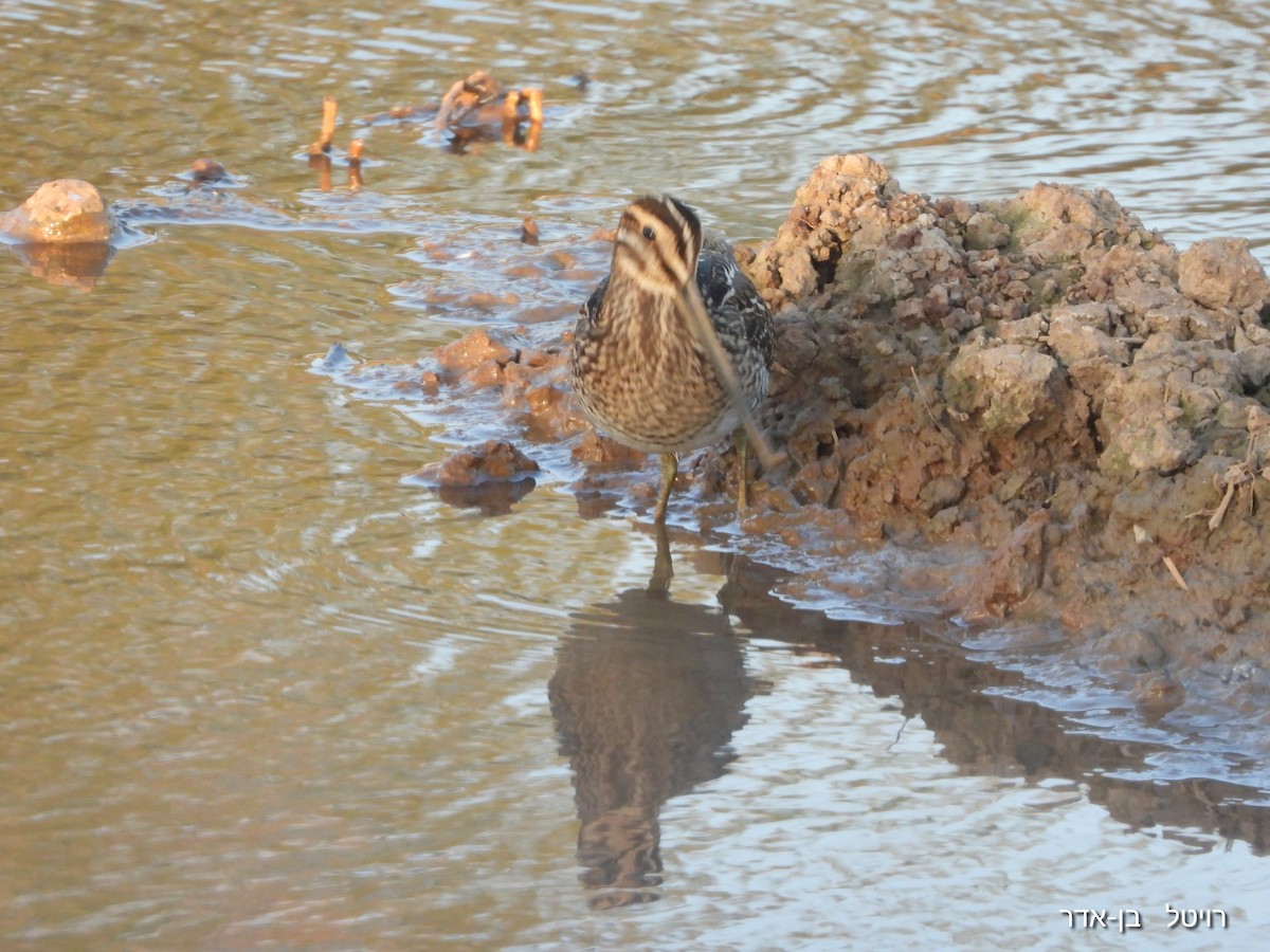 Common Snipe - ML641926580