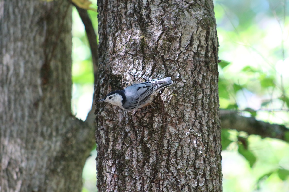 White-breasted Nuthatch - ML641926594