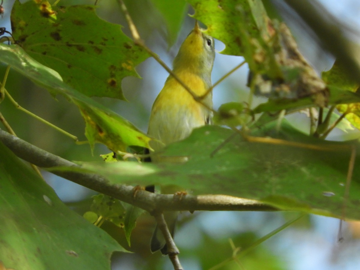 Northern Parula - ML641926603
