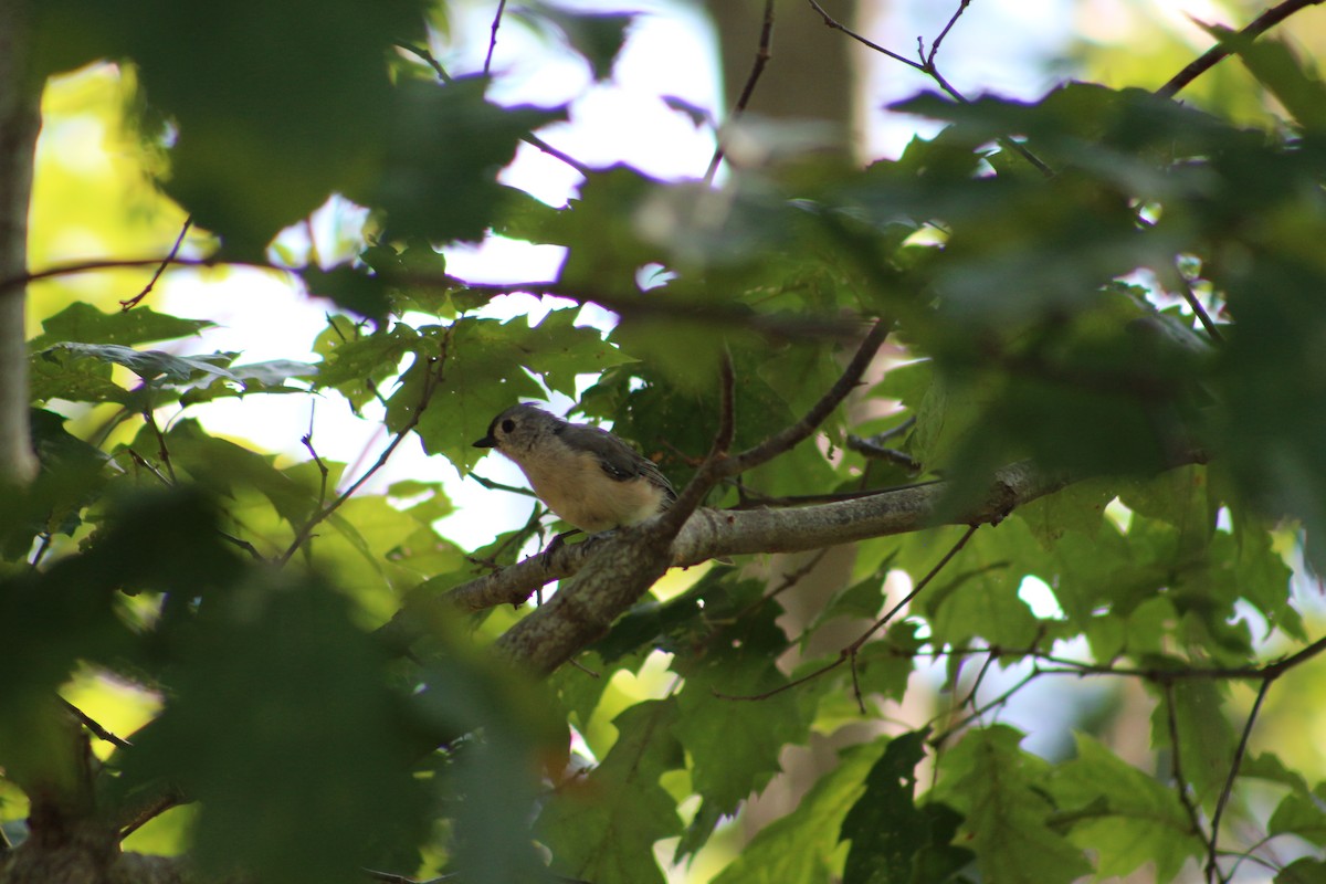 Tufted Titmouse - ML641926613