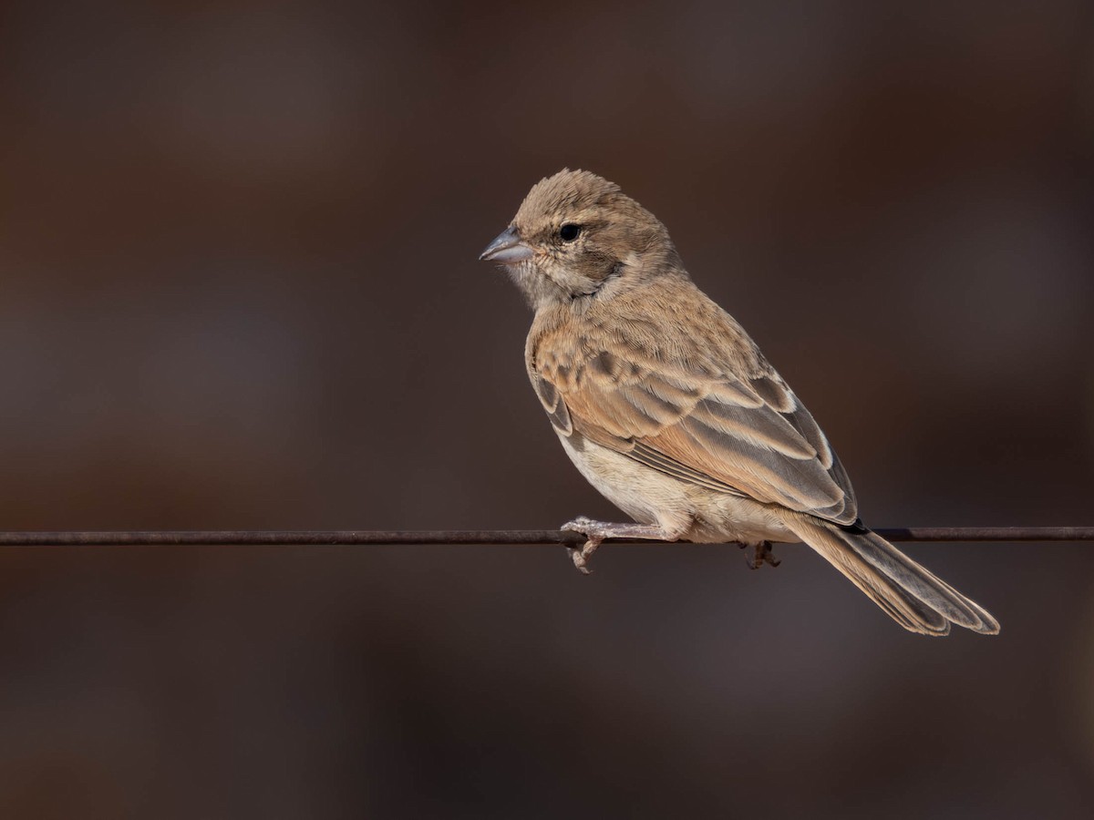 Lark-like Bunting - ML641926619