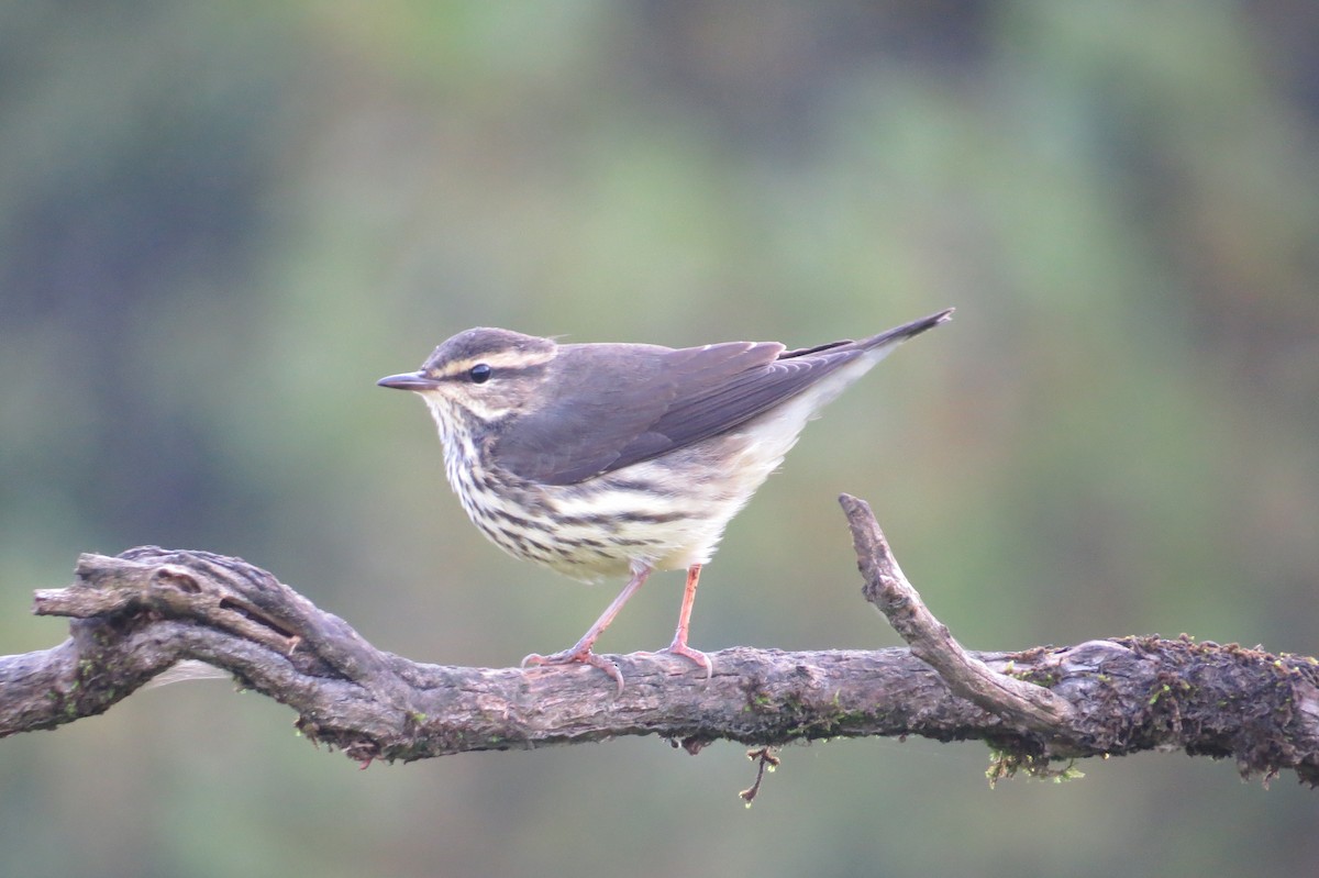 vannparula - ML641926634