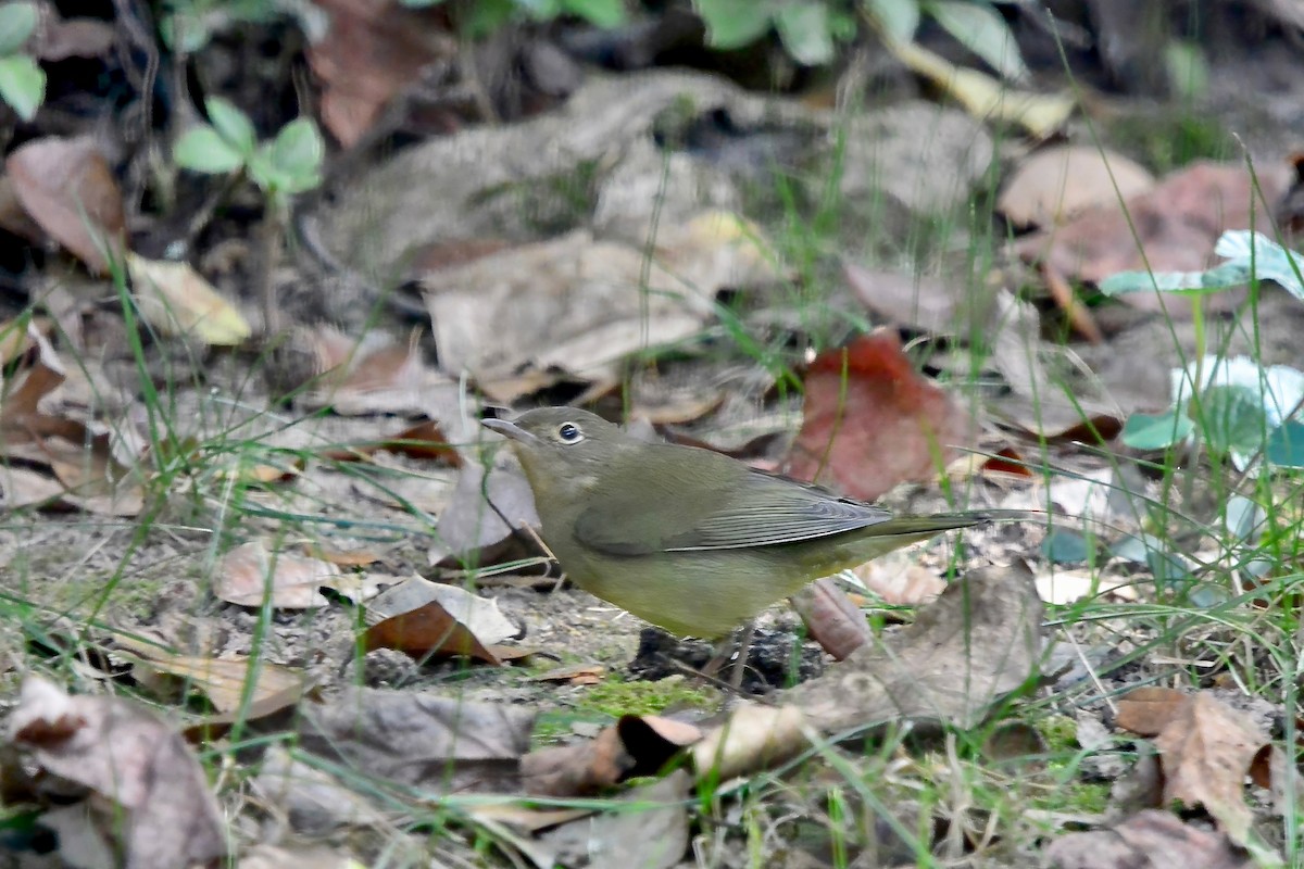 Connecticut Warbler - ML641926638