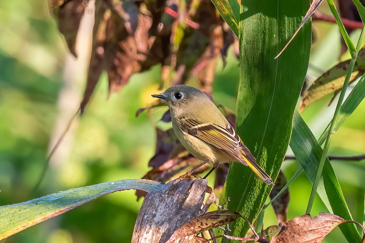 Ruby-crowned Kinglet - ML641926640