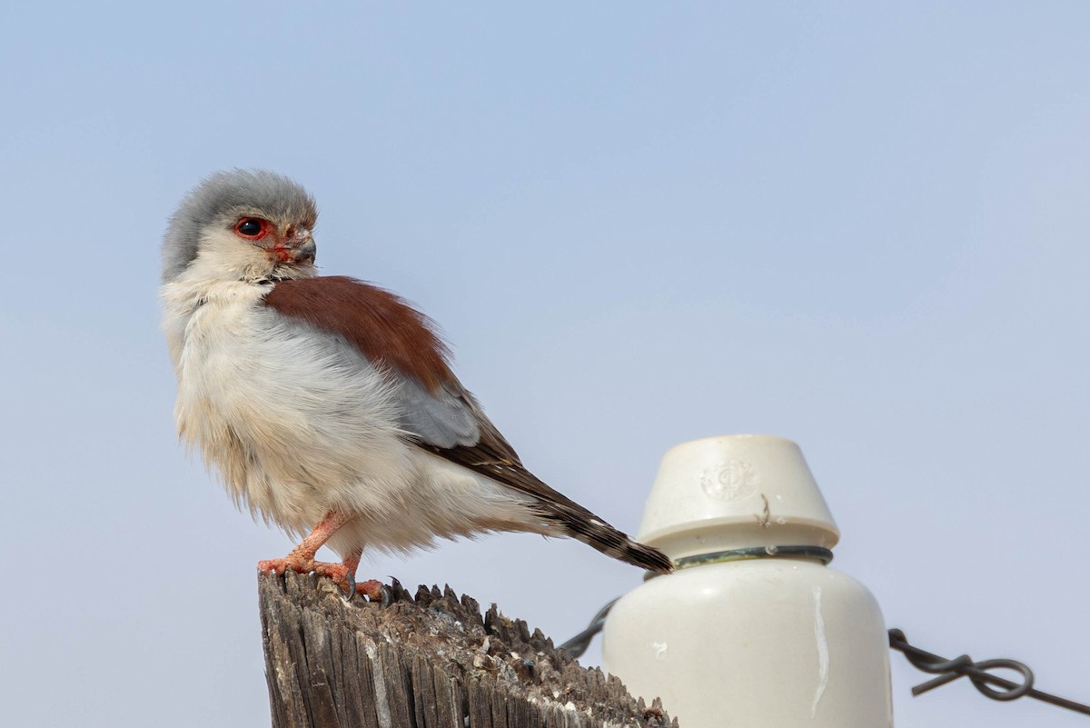 Pygmy Falcon - ML641926642