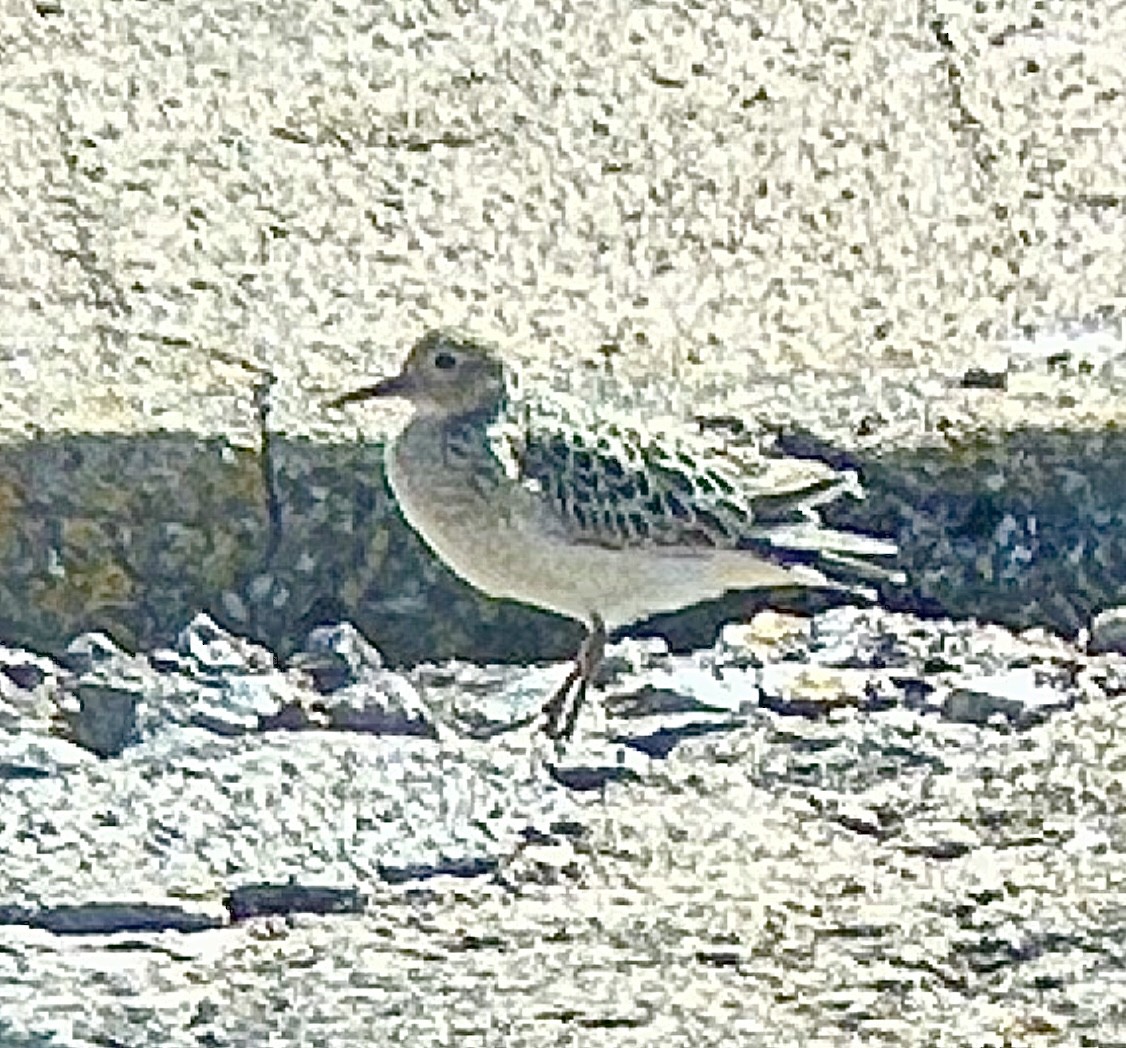 Grasläufer - ML641926647