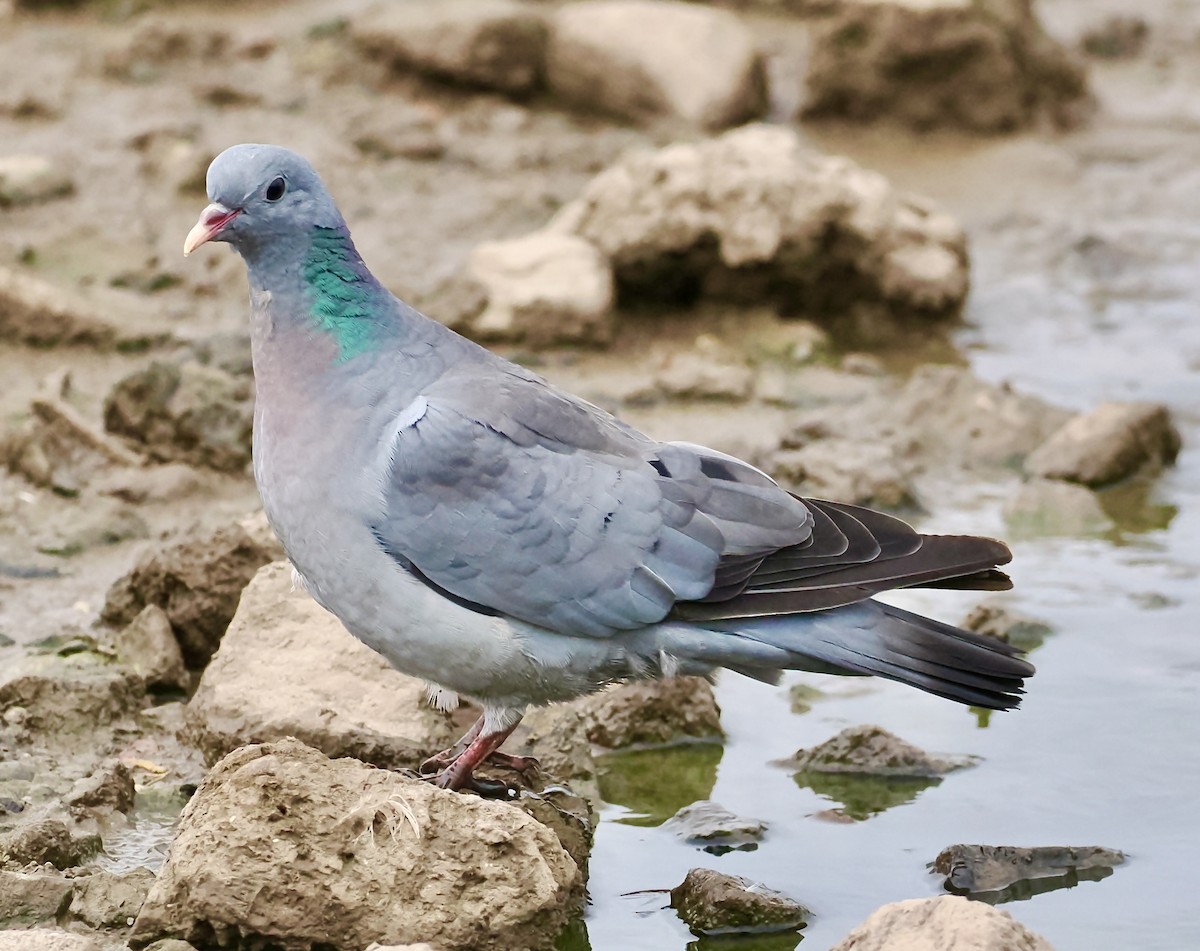 יונת עצים - ML641926648