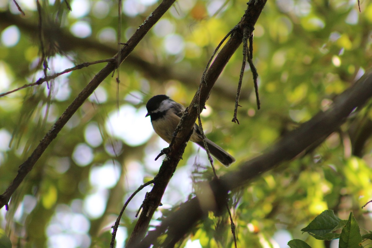 Black-capped Chickadee - ML641926649