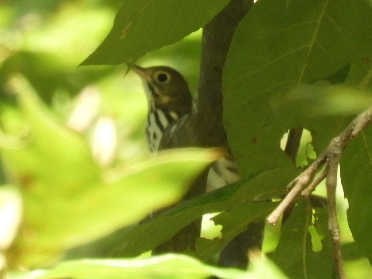 Ovenbird - ML641926650