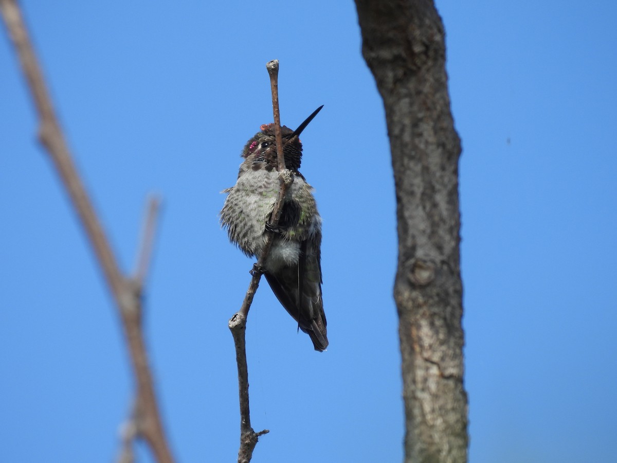 Anna's Hummingbird - ML641926651