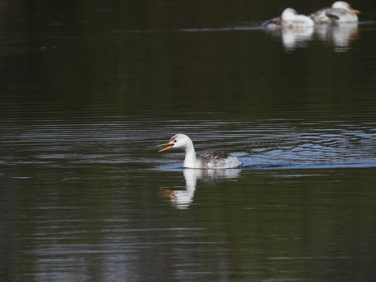 Clark's Grebe - ML641926661