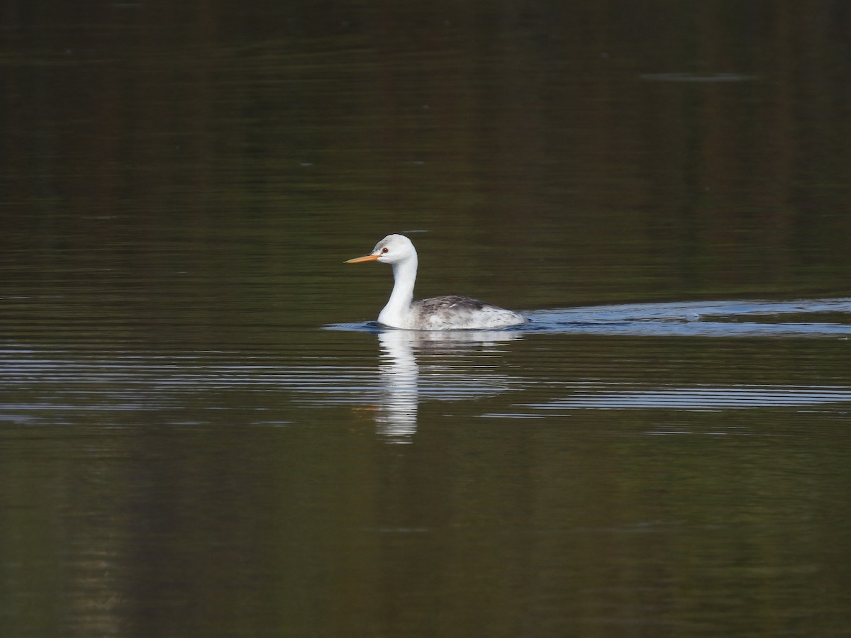 Clark's Grebe - ML641926668