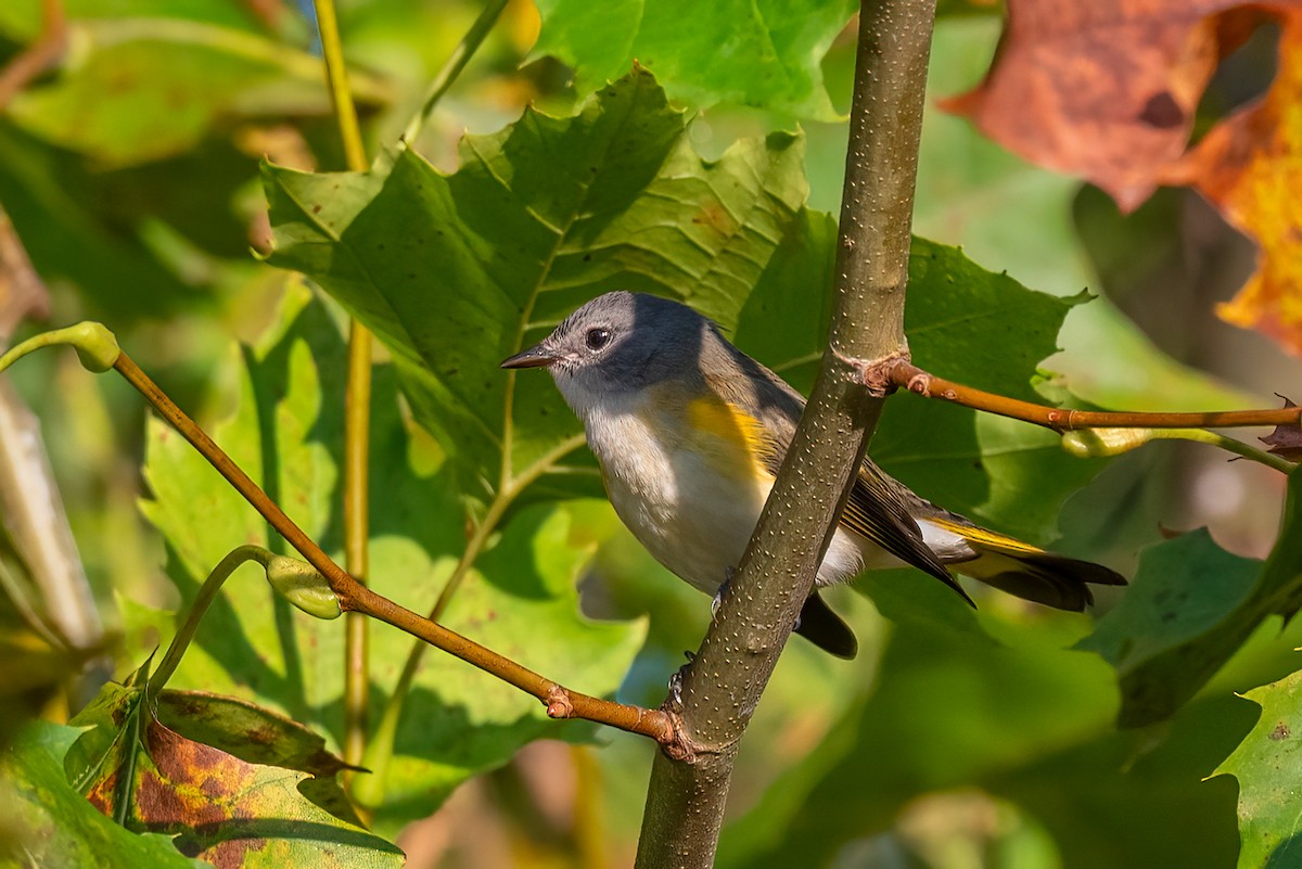 American Redstart - ML641926679