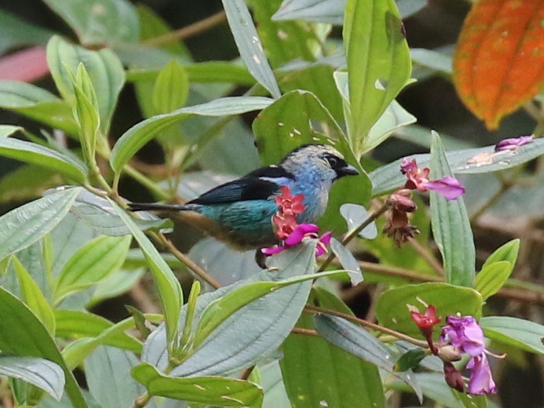 Metallic-green Tanager - ML641926689