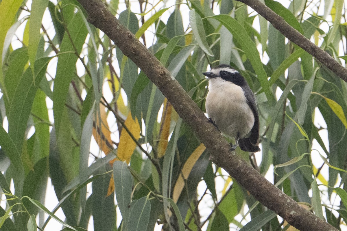 Gray-green Bushshrike - ML641926690