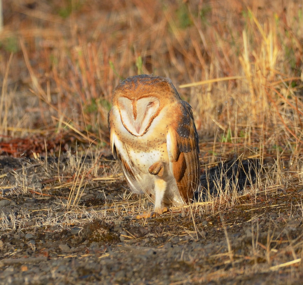 American Barn Owl - ML641926693